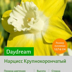 Нарцисс Крупнокорончатый (Large-Cupped) Daydream